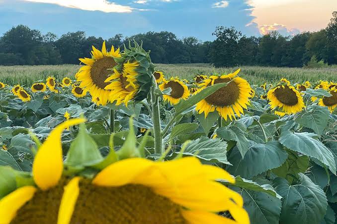 Northwest Arkansas Real Estate | Uptown Real Estate